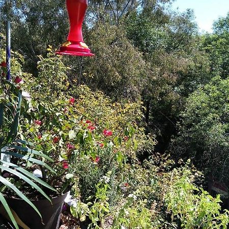 Charming Sunny Bedroom Overlooking Beautiful Amsterdam Avenue In Best Condesa Area Mexico-stad Buitenkant foto