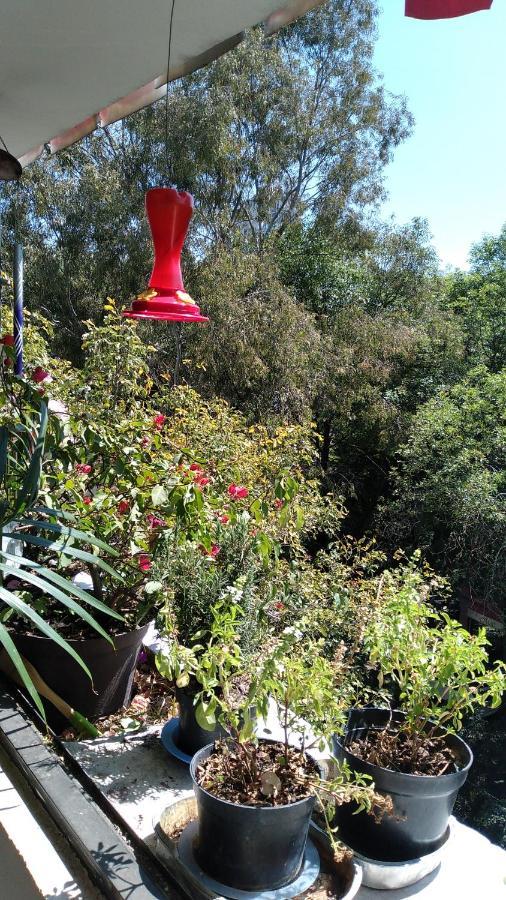 Charming Sunny Bedroom Overlooking Beautiful Amsterdam Avenue In Best Condesa Area Mexico-stad Buitenkant foto